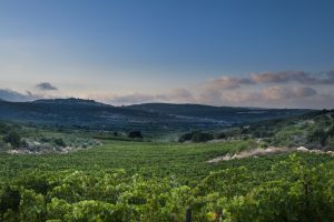 45058,Vineyard in the Galilee